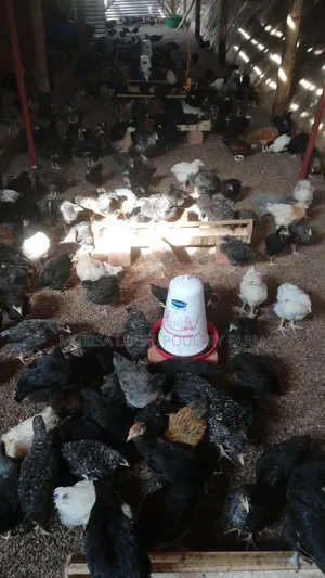 Poultry House Construction
