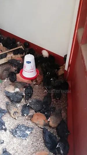 Poultry House Construction