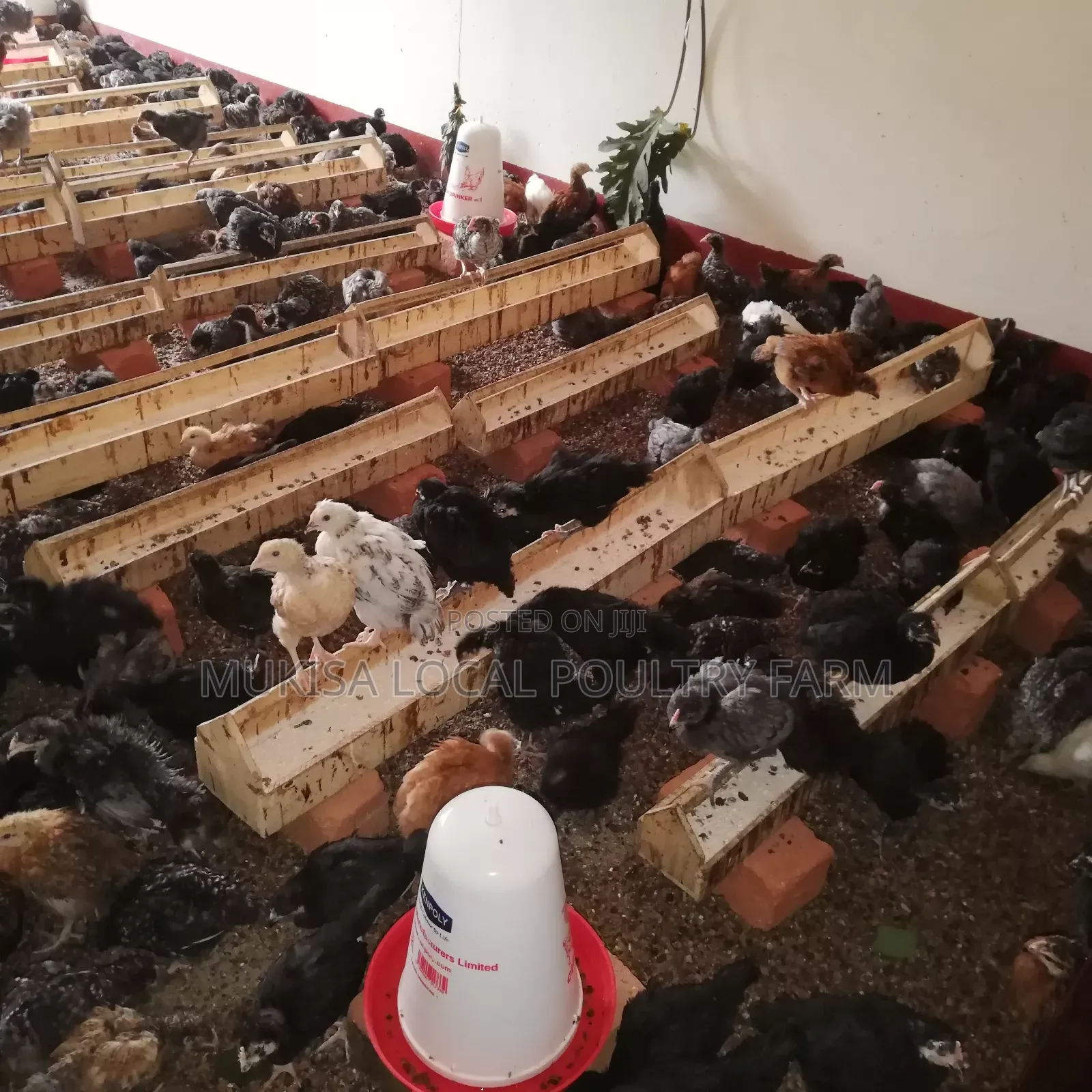 Poultry House Construction