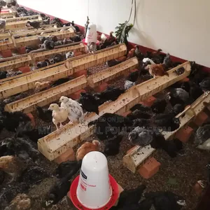 Poultry House Construction