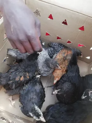 One Month Old Local Chicks