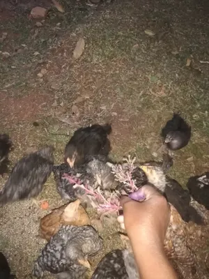 One Month Old Local Chicks