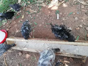 One Month Old Local Chicks