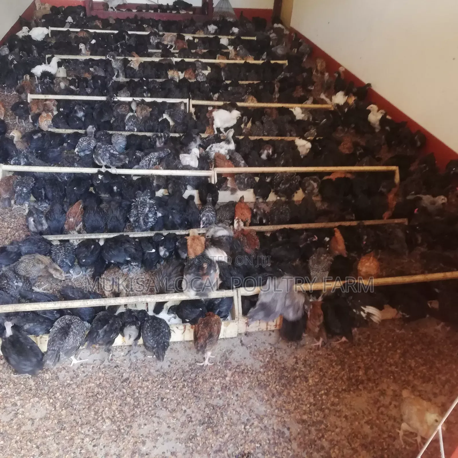 One Month Old Local Chicks