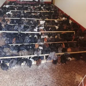 One Month Old Local Chicks