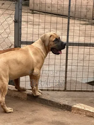 3-6 months Male Purebred Boerboel