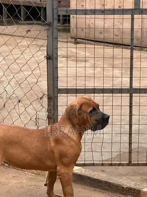 3-6 months Male Purebred Boerboel