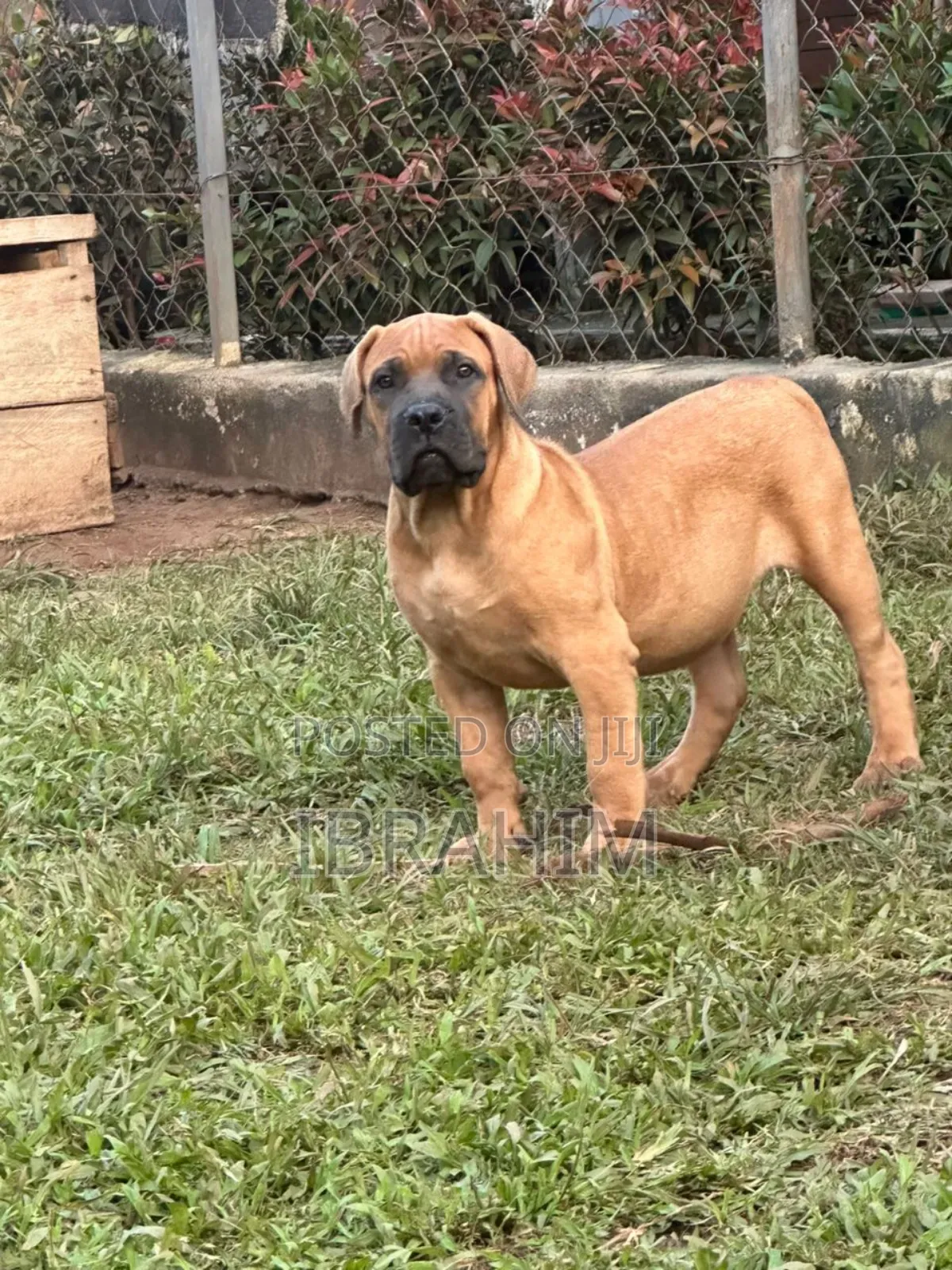 3-6 months Male Purebred Boerboel