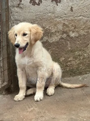 3-6 months Male Purebred Golden Retriever