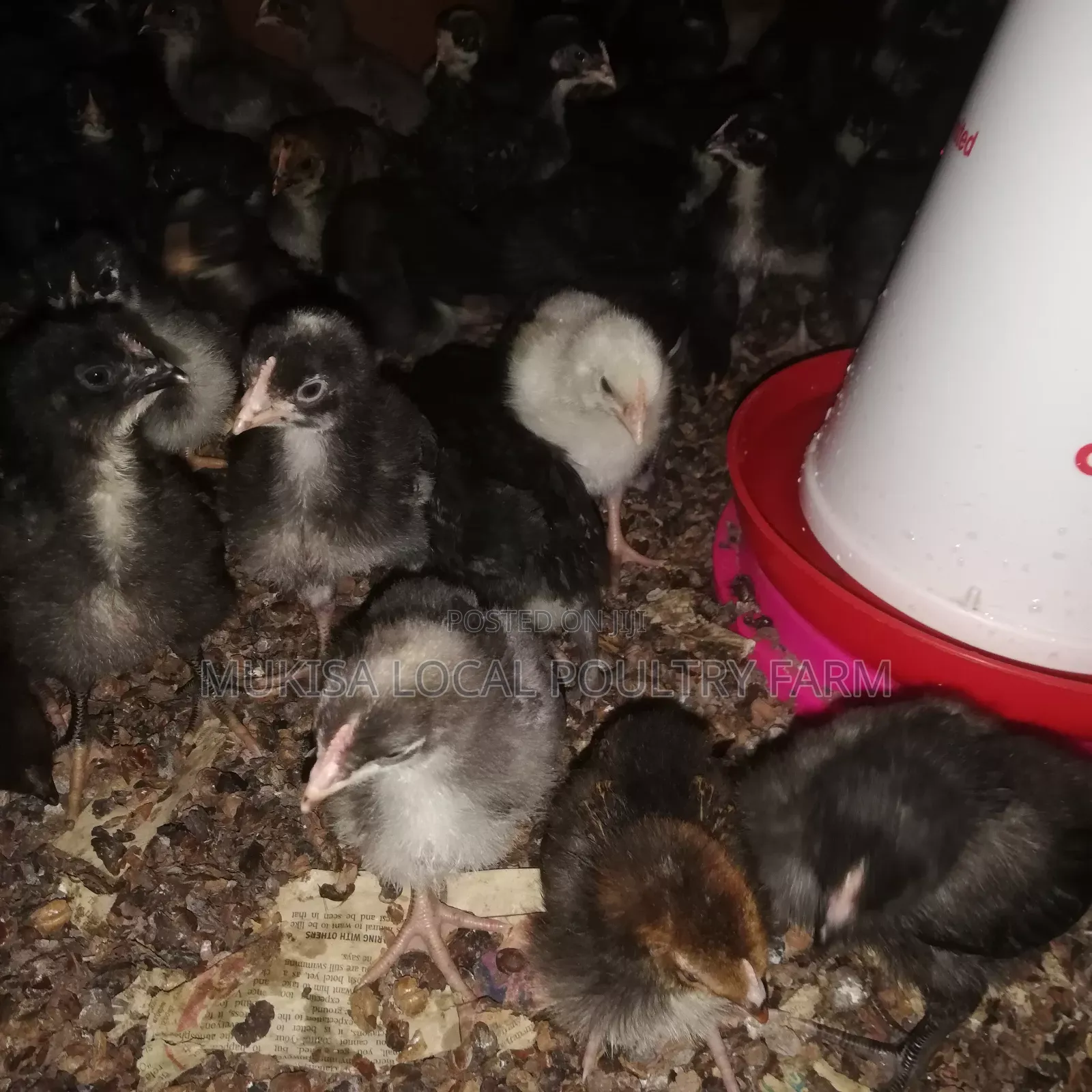 One Month Old Local Chicks