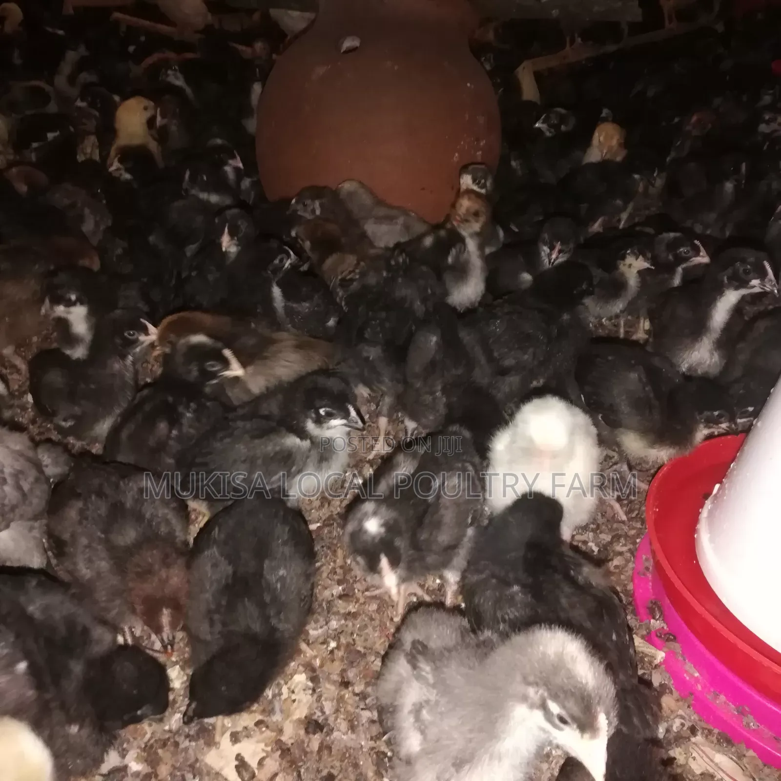 One Day Old Local Chicks