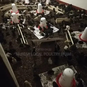 One Day Old Local Chicks
