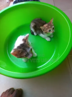 0-1 month Female Purebred Balinese