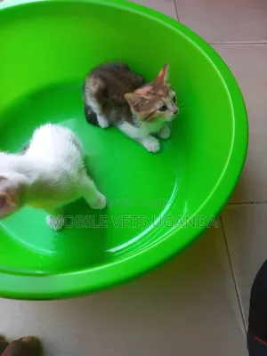 1-3 months Male Purebred Tabby