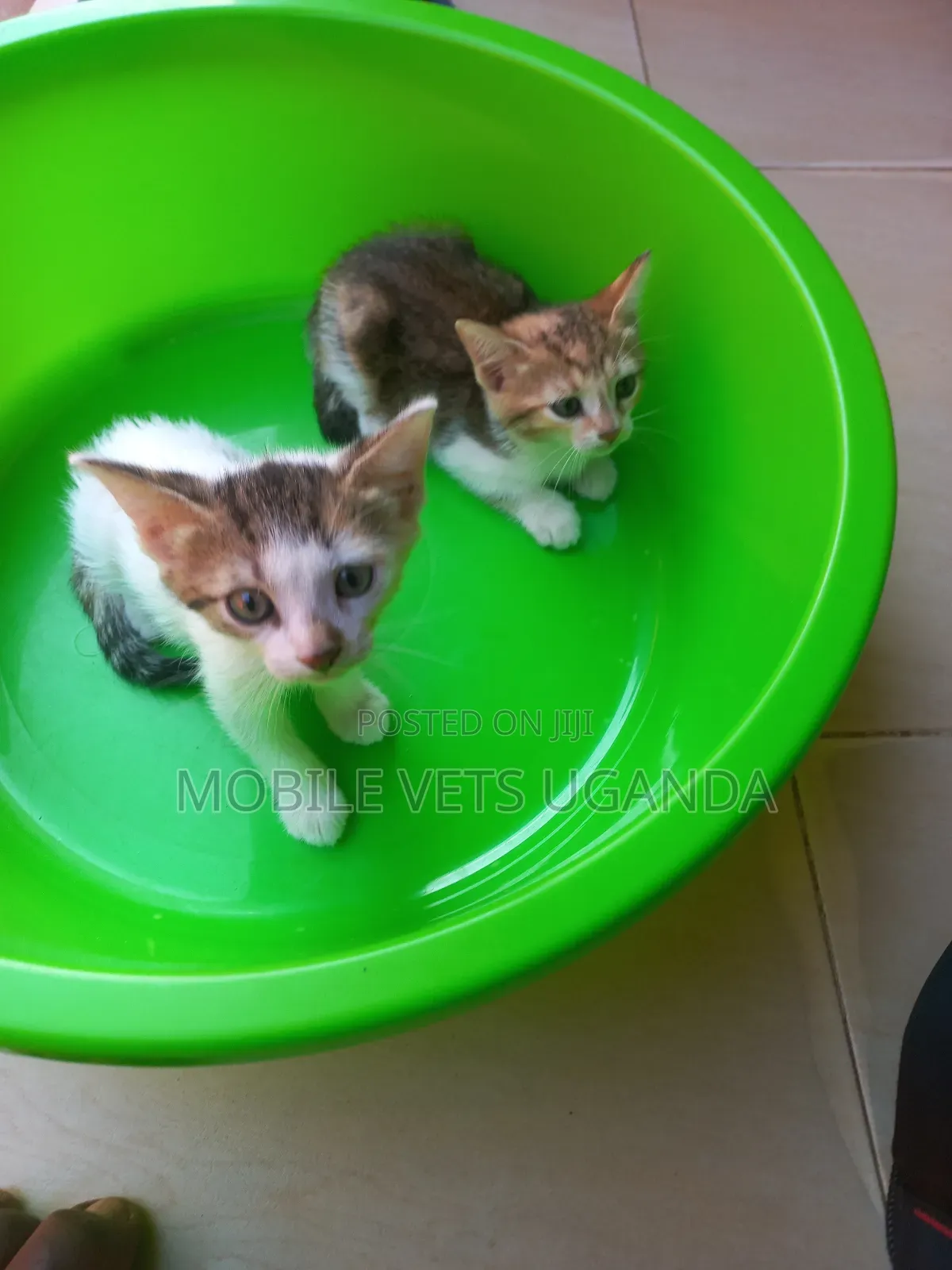 1-3 months Female Purebred Sphynx