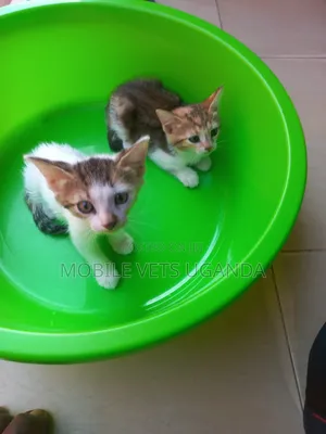 1-3 months Female Purebred Sphynx