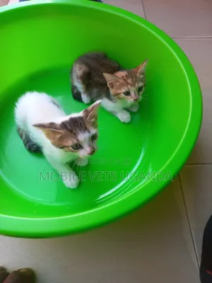3-6 months Female Purebred Ocicat