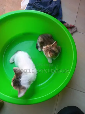 0-1 month Male Purebred Burmese