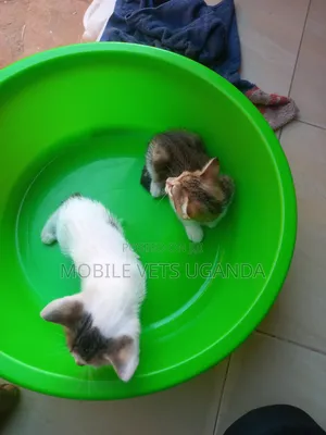 1-3 months Female Purebred Burmese