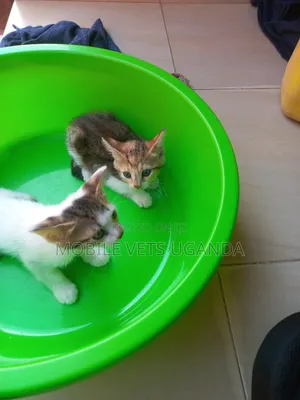 0-1 month Female Purebred American Curl