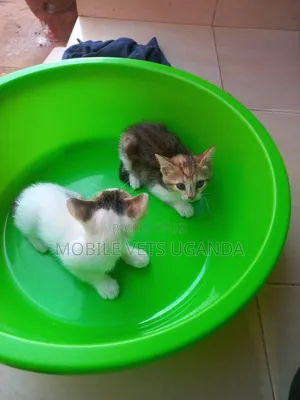 3-6 months Female Purebred American Curl