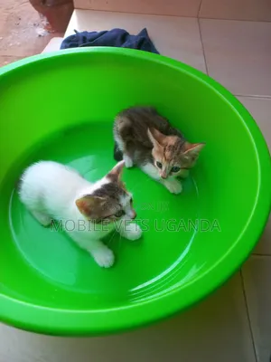 0-1 month Female Purebred Balinese