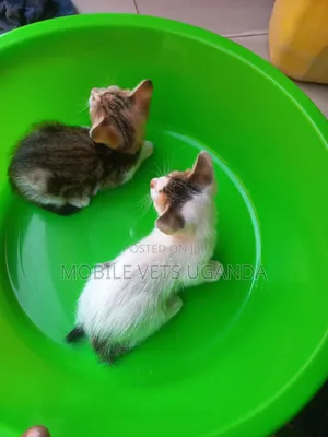 3-6 months Female Purebred Sphynx