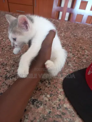0-1 month Female Purebred American Wirehair