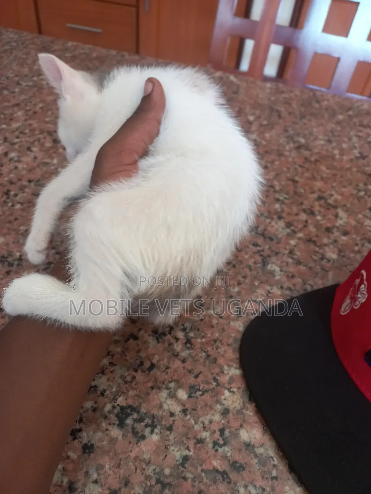0-1 month Female Purebred Birman