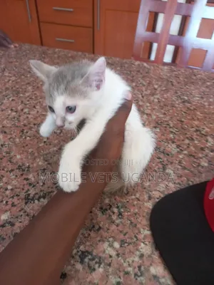 1-3 months Female Purebred Balinese