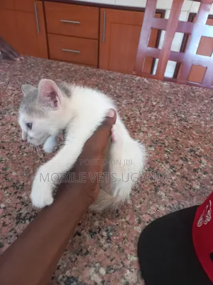 1-3 months Female Purebred Turkish Van