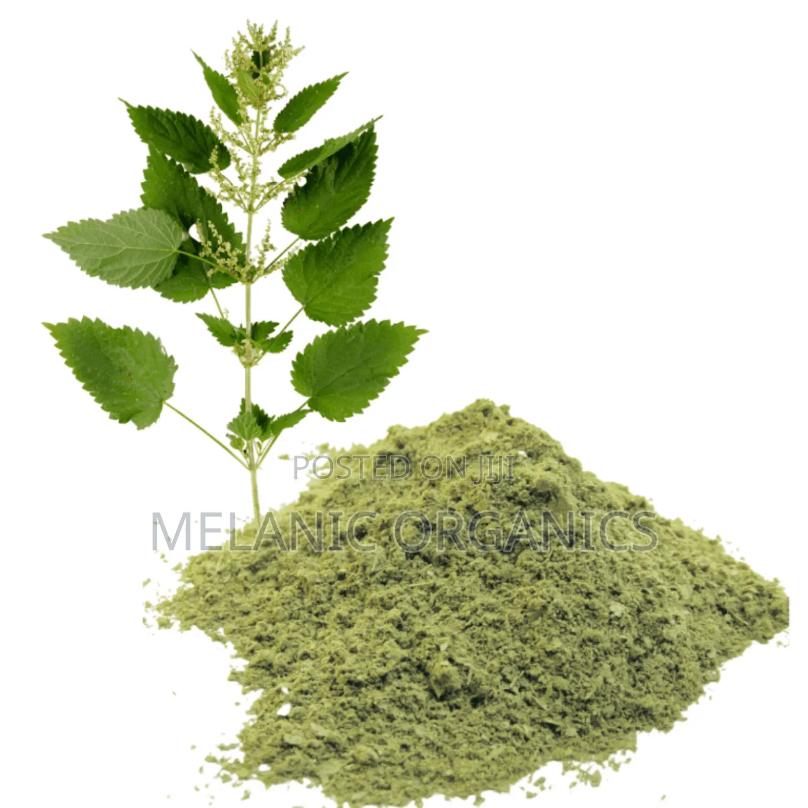 Stinging Nettle Leaf Powder (Thabhai)