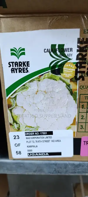 Herbs Seeds Oreganum