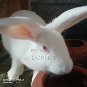 Rabbits Breeders