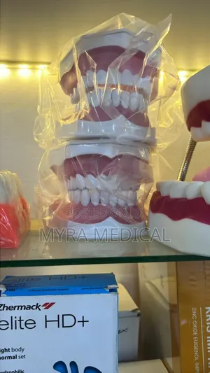Dental Model