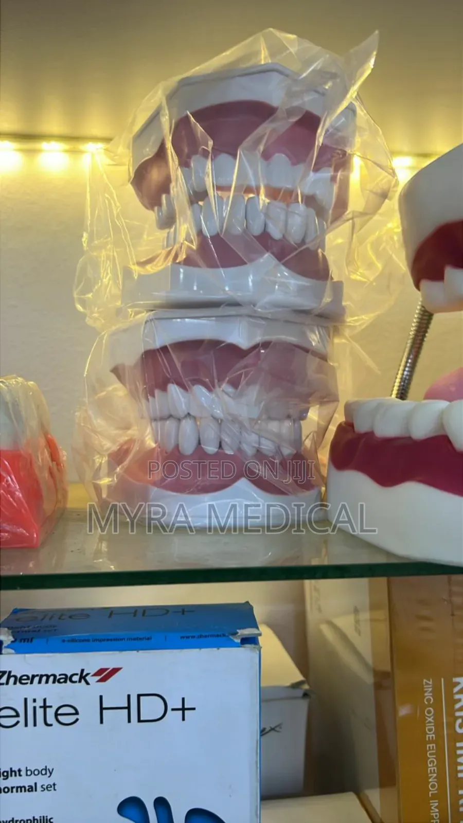 Dental Model