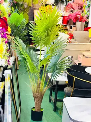 Indoor Executive House Plant