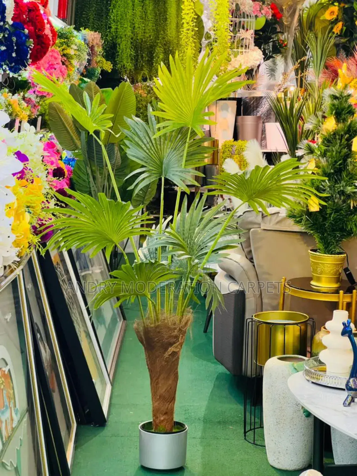 Indoor Executive House Plant
