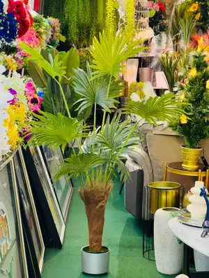 Indoor Executive House Plant