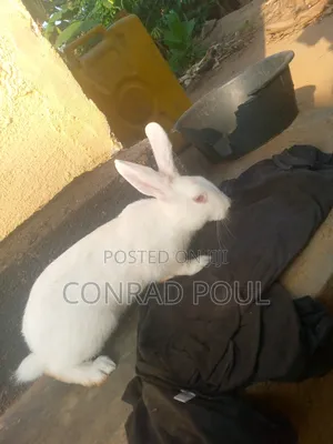 New Zealand White Rabbit