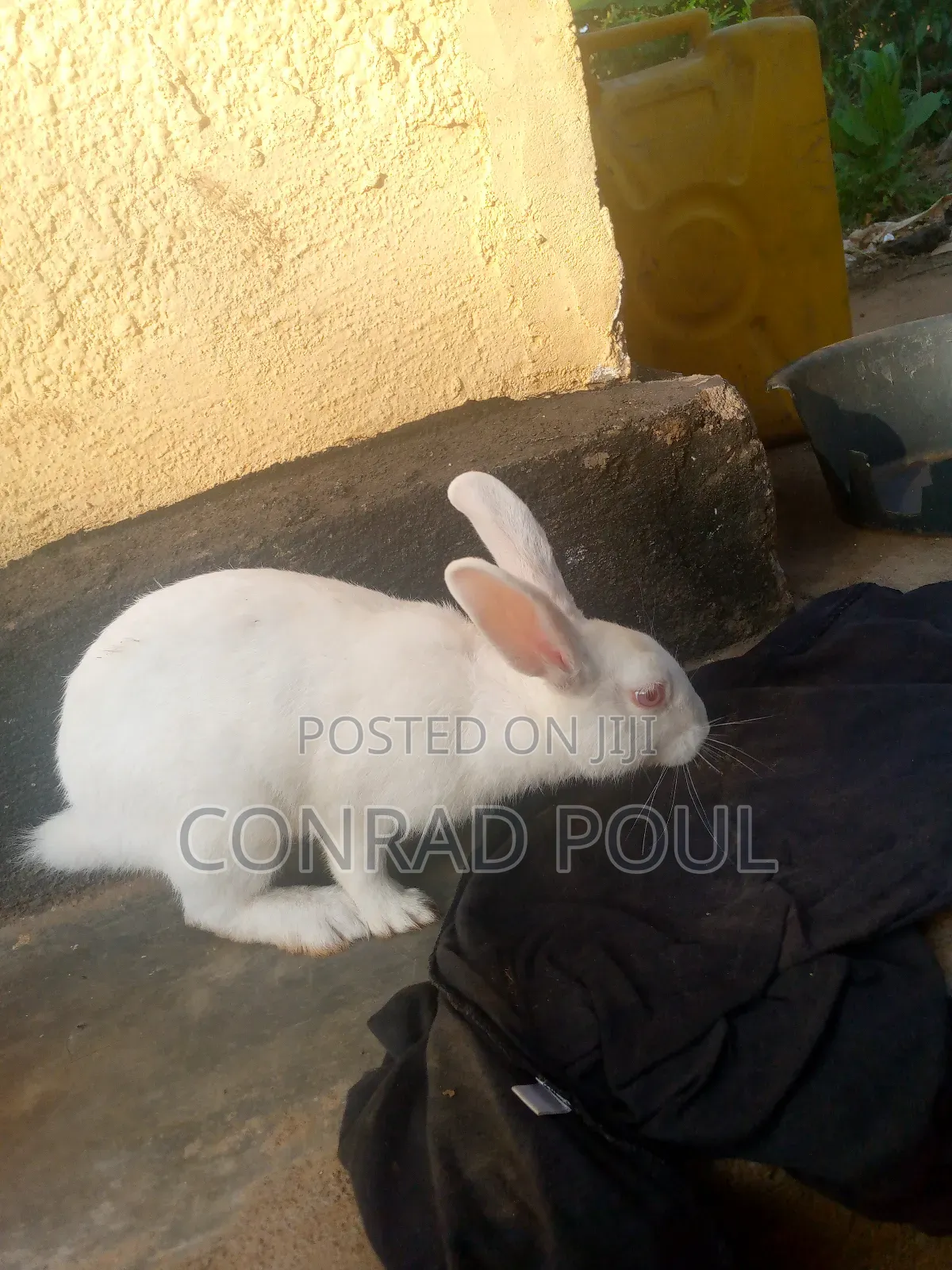 New Zealand White Rabbit
