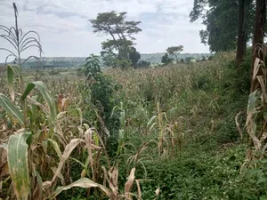 260 Acres in Kassanda,At 13m Each