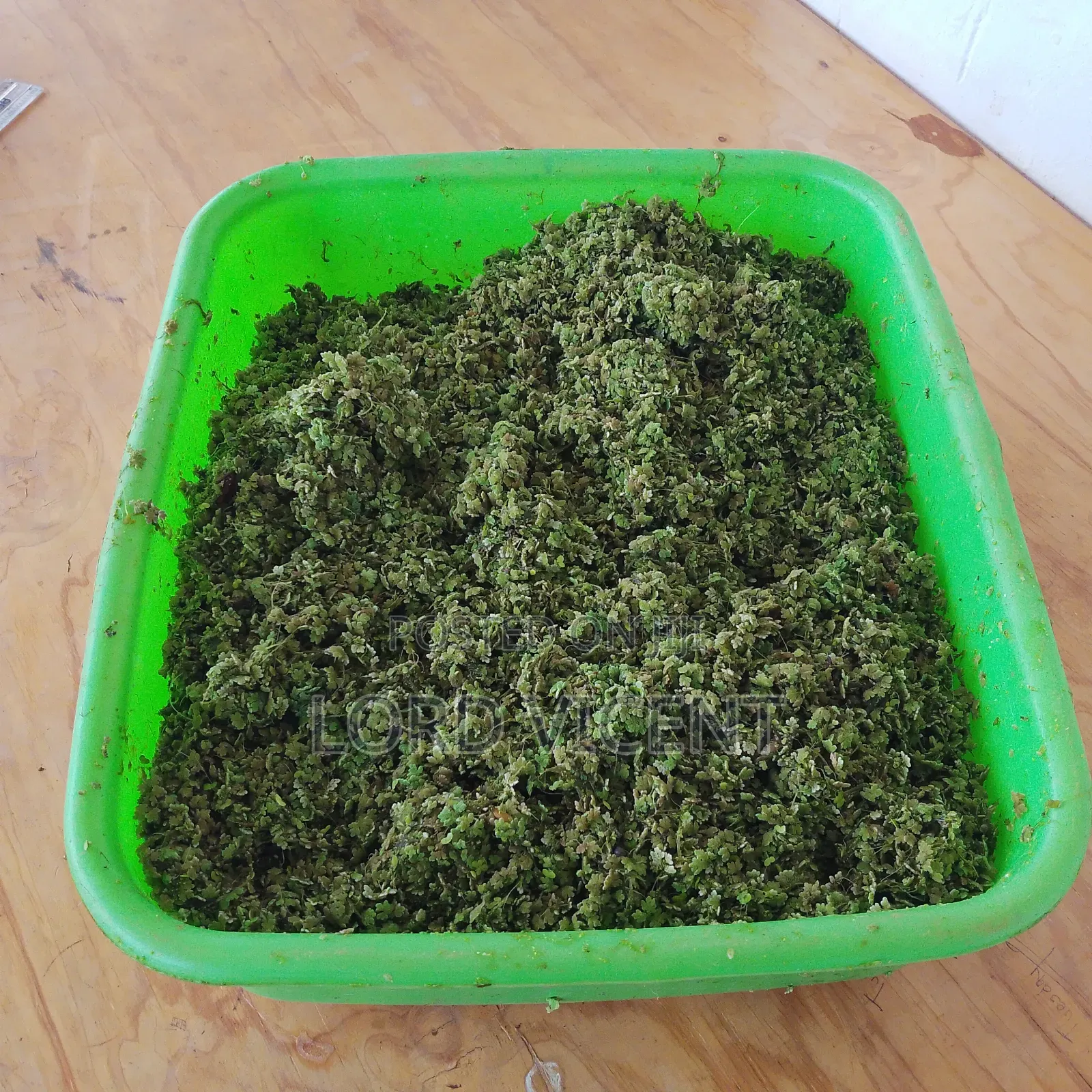 Azolla,Hydroponic Fodder and Black Soldier Fly Farming