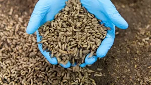 Azolla,Hydroponic Fodder and Black Soldier Fly Farming