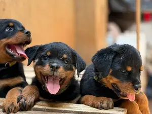 1-3 months Male Purebred Rottweiler