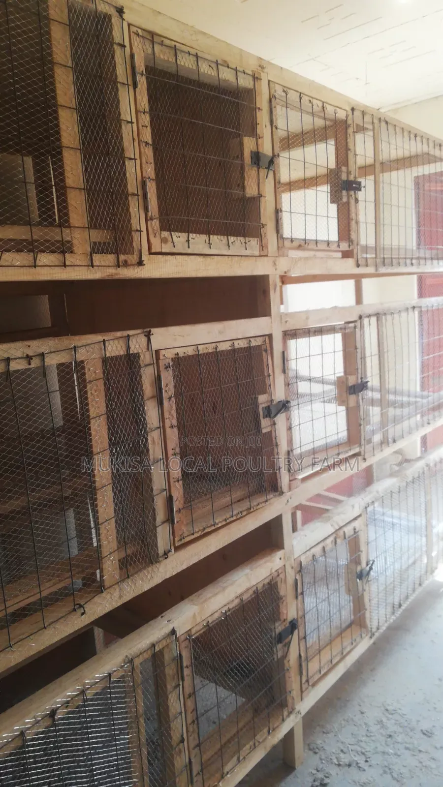 100 Quail Package
