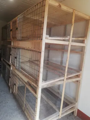 Laying Quails