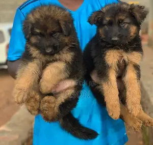 1-3 months Female Purebred German Shepherd