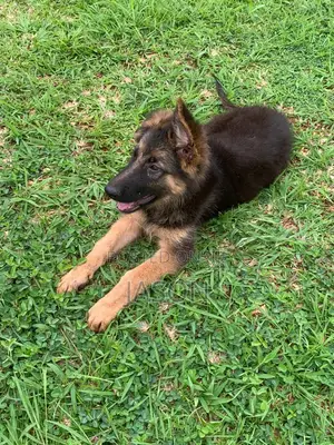 3-6 months Female Purebred German Shepherd