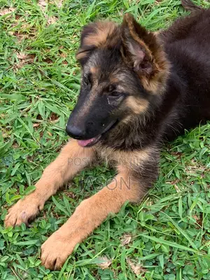3-6 months Male Purebred German Shepherd